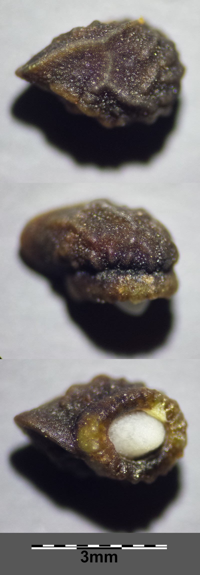 Small Bugloss photo 4