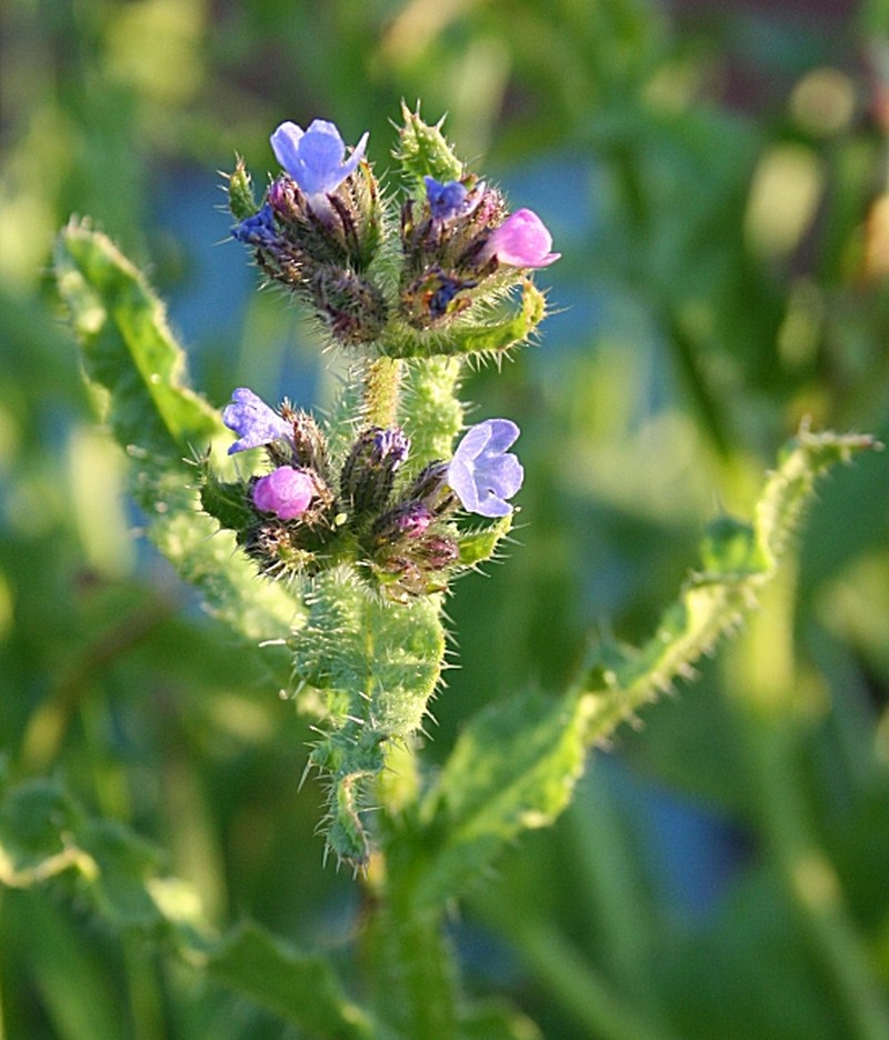 Small Bugloss photo 5