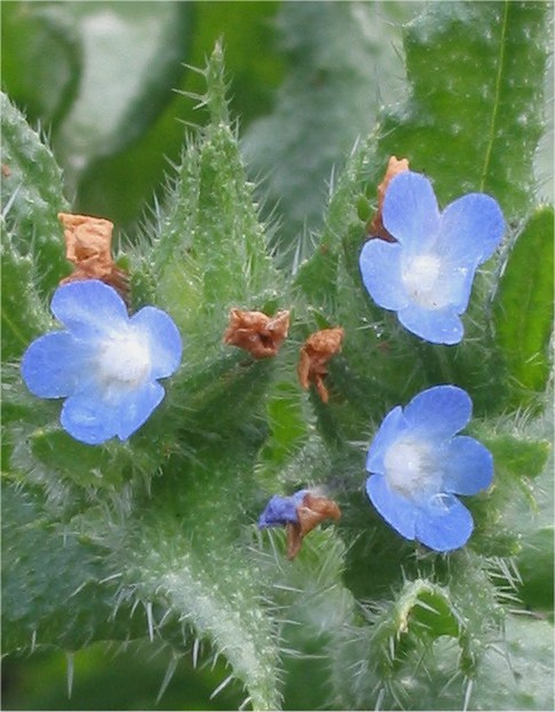 Small Bugloss photo 6