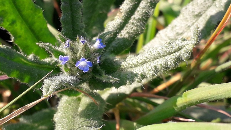 Small Bugloss photo 7