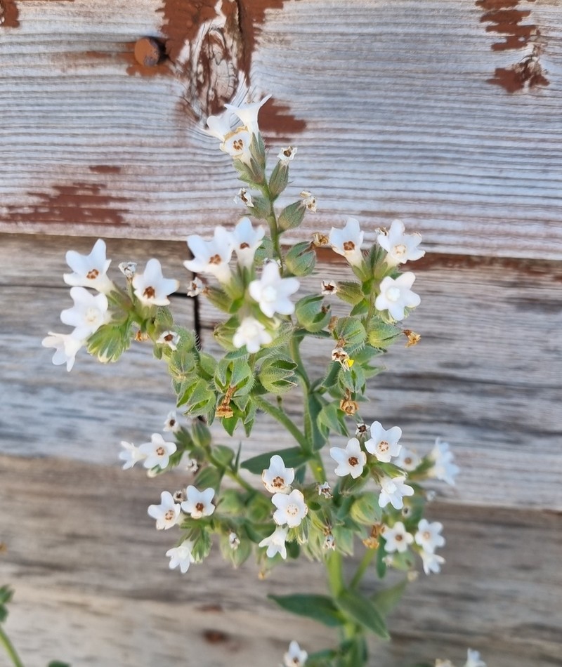 Anchusa atlantica
