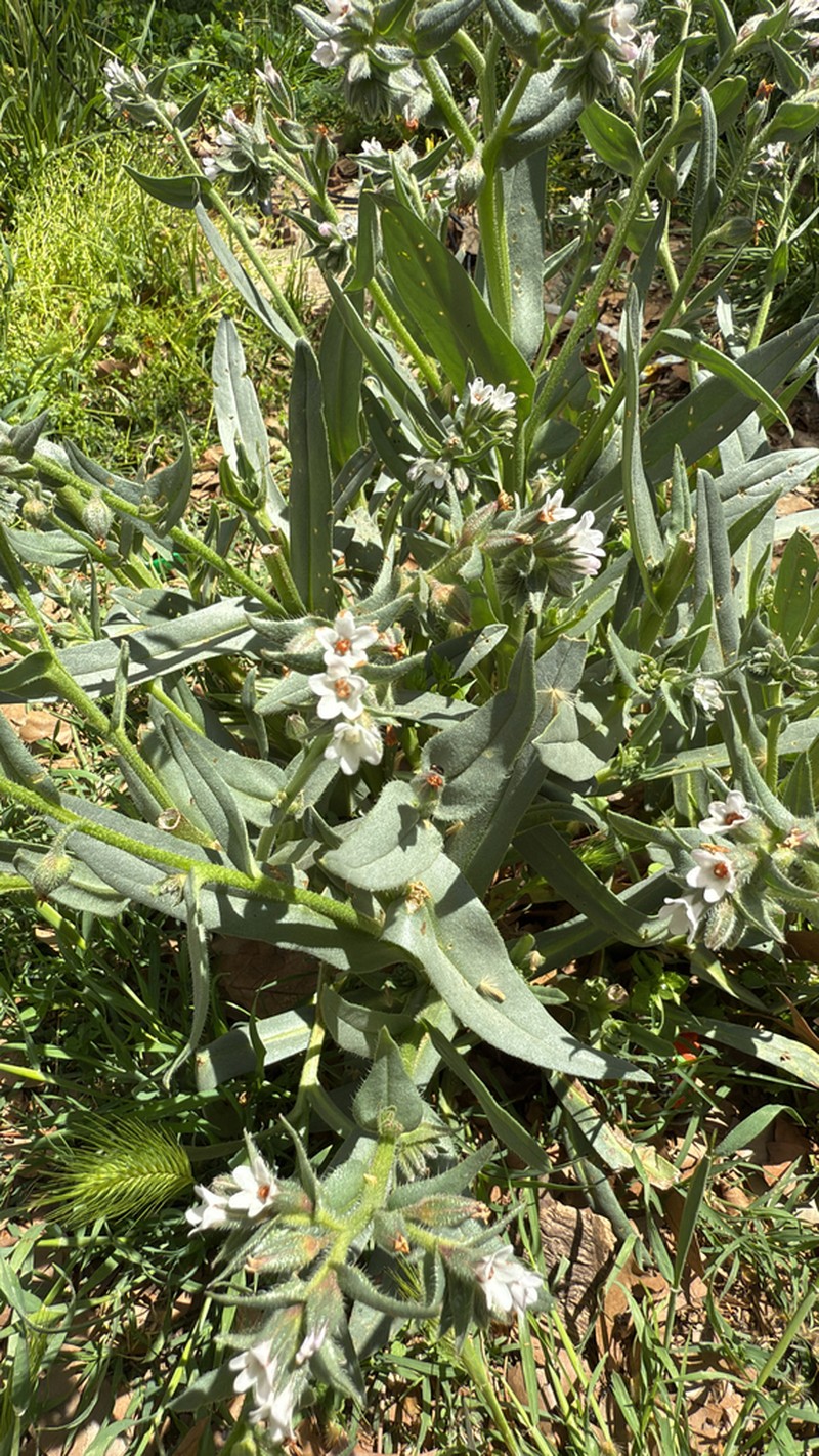 Anchusa atlantica photo 2