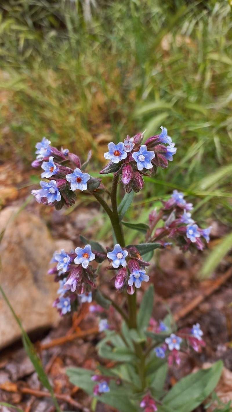 Anchusa atlantica photo 3