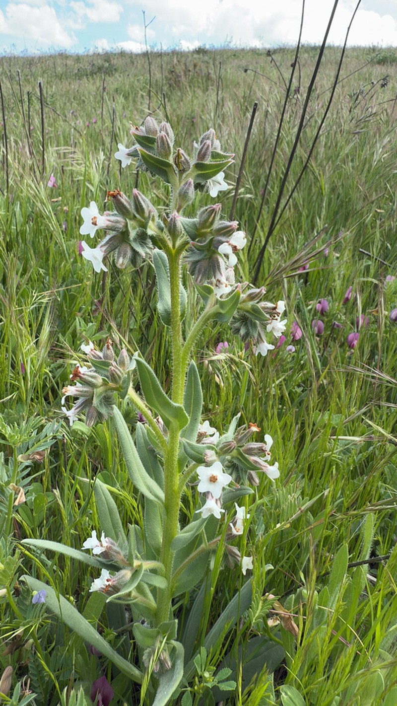 Anchusa atlantica photo 4