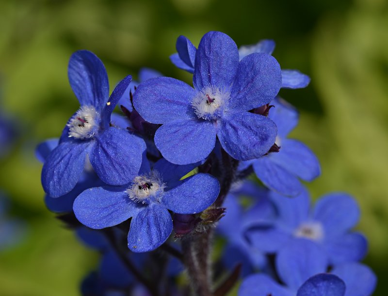 Italian Bugloss photo 2