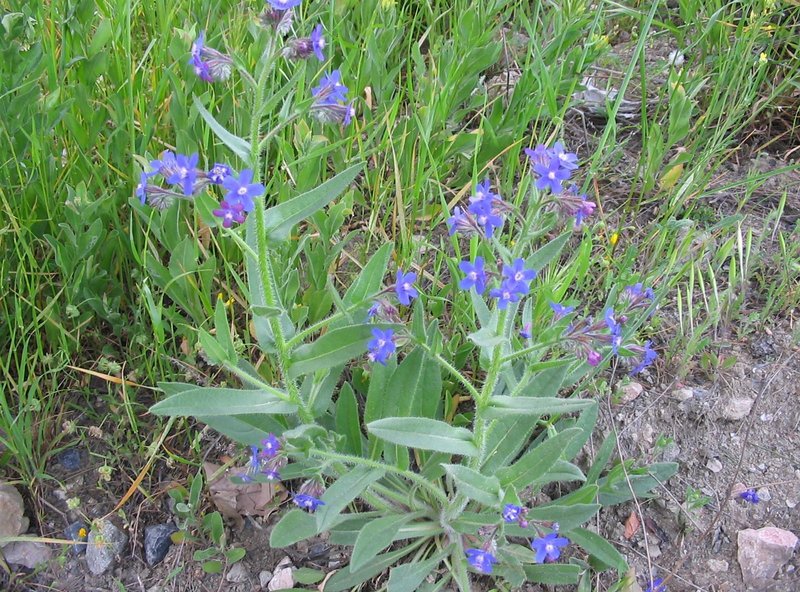 Italian Bugloss