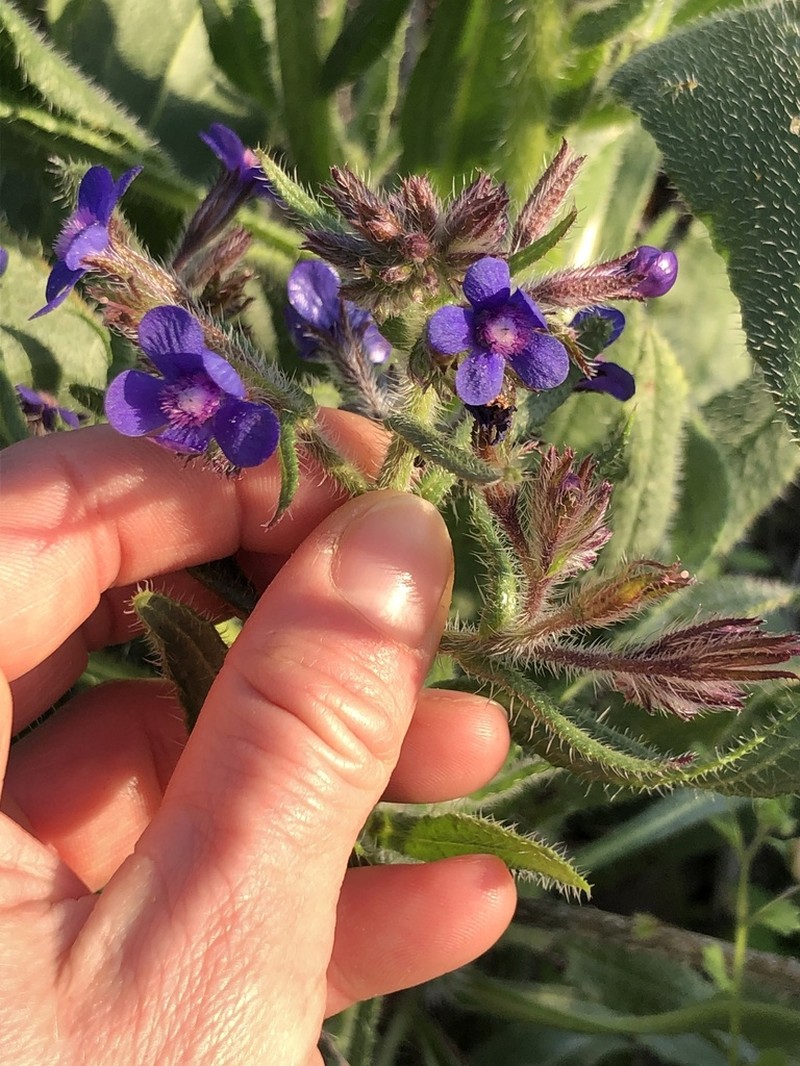 Italian Bugloss photo 4