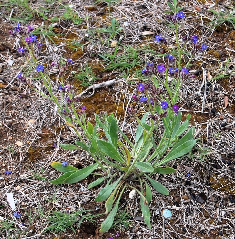 Italian Bugloss photo 5