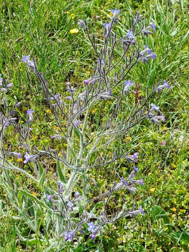 Italian Bugloss photo 6