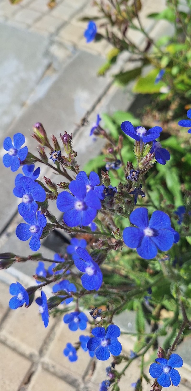 Anchusa azurea var. azurea