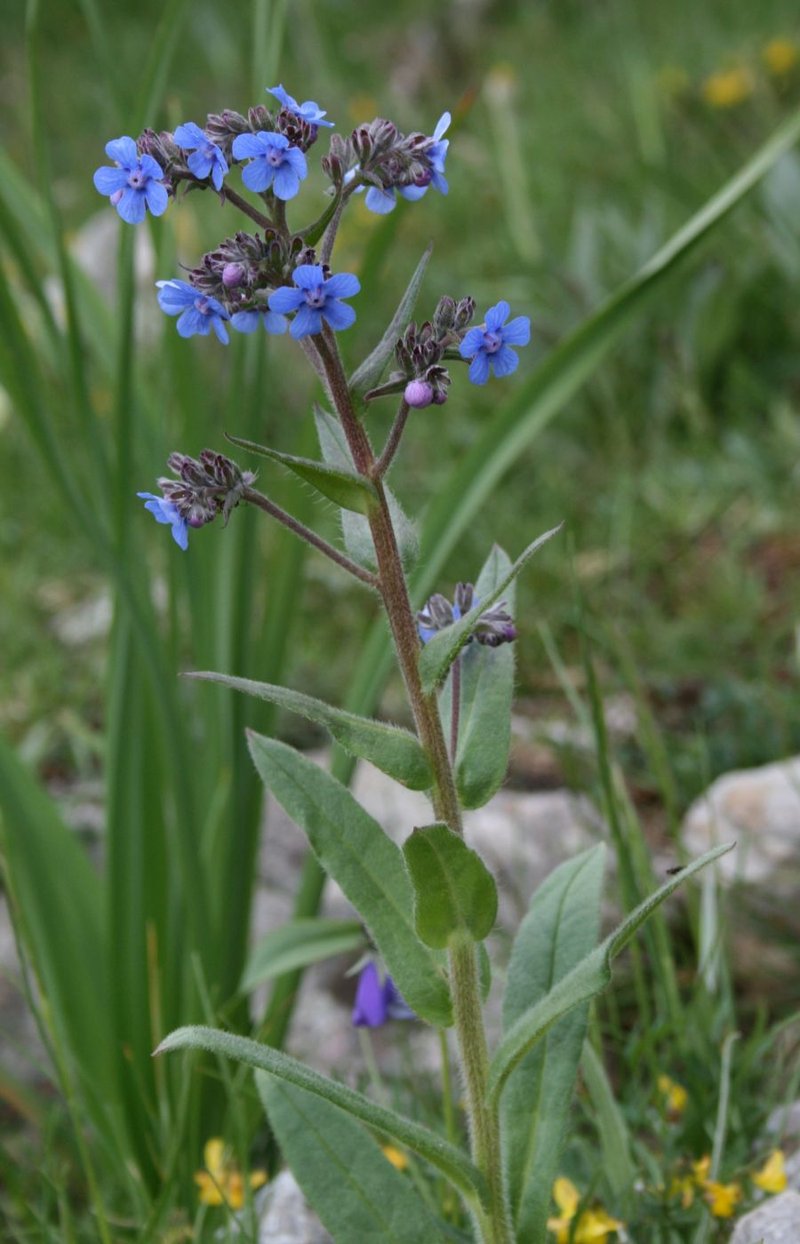 Barrelier's Bugloss