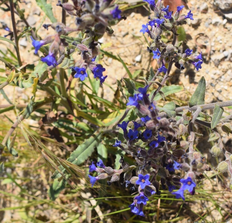 Anchusa calcarea