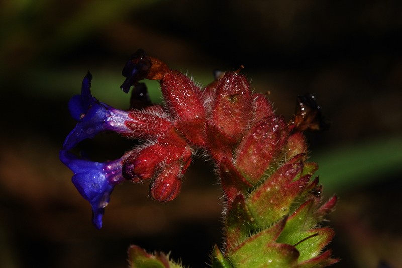 Anchusa calcarea photo 2