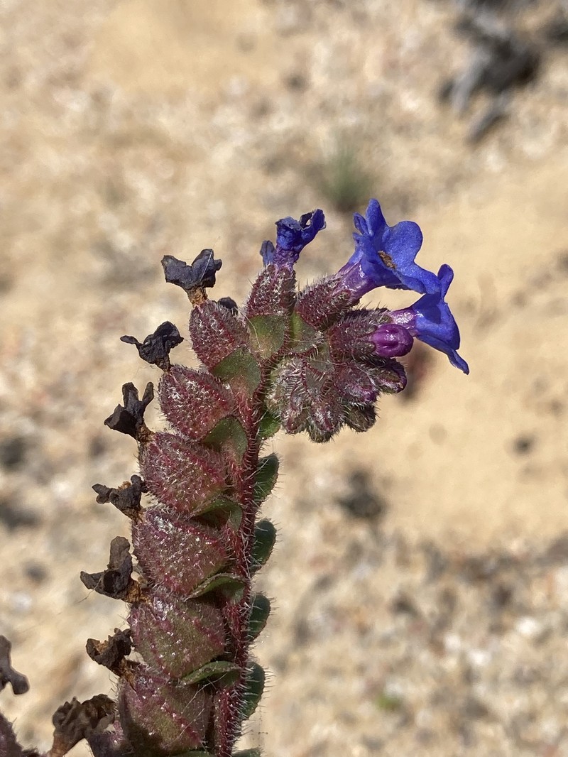Anchusa calcarea subsp. calcarea