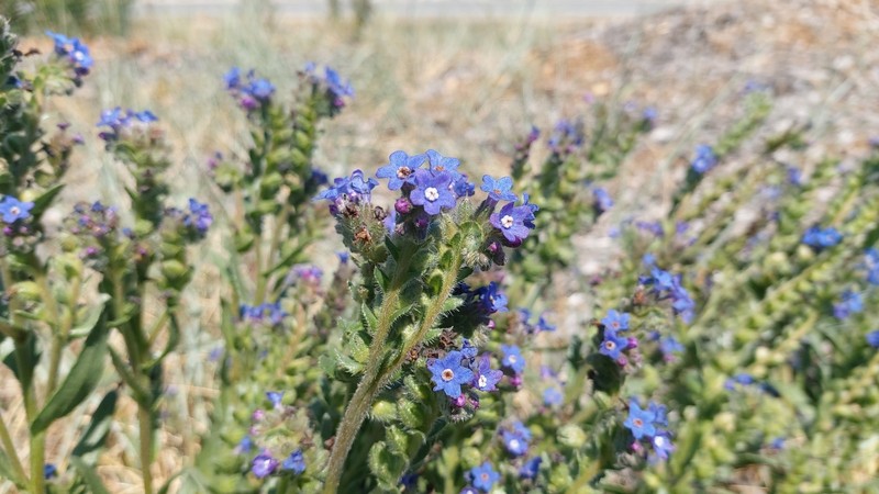 Anchusa calcarea subsp. calcarea photo 2