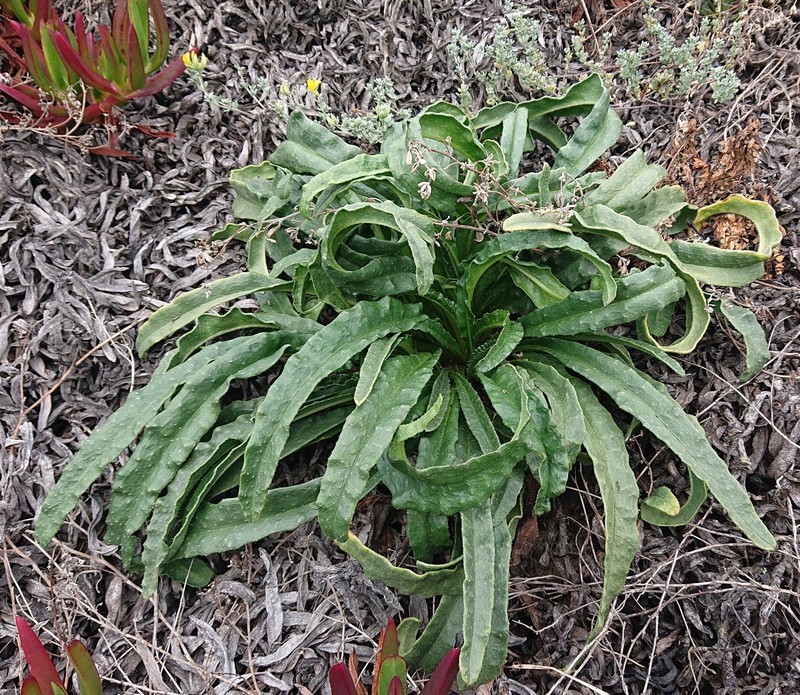 Anchusa calcarea subsp. calcarea photo 3