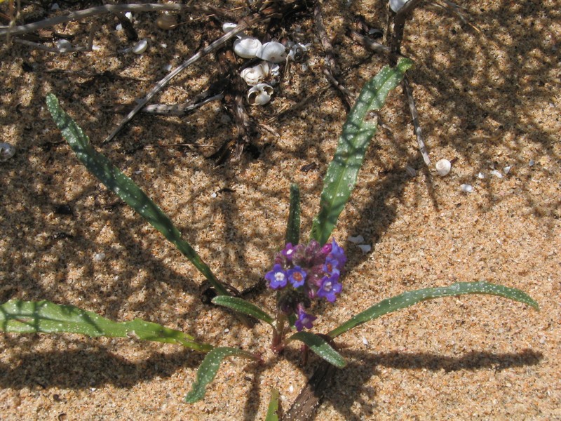 Anchusa calcarea subsp. calcarea photo 4