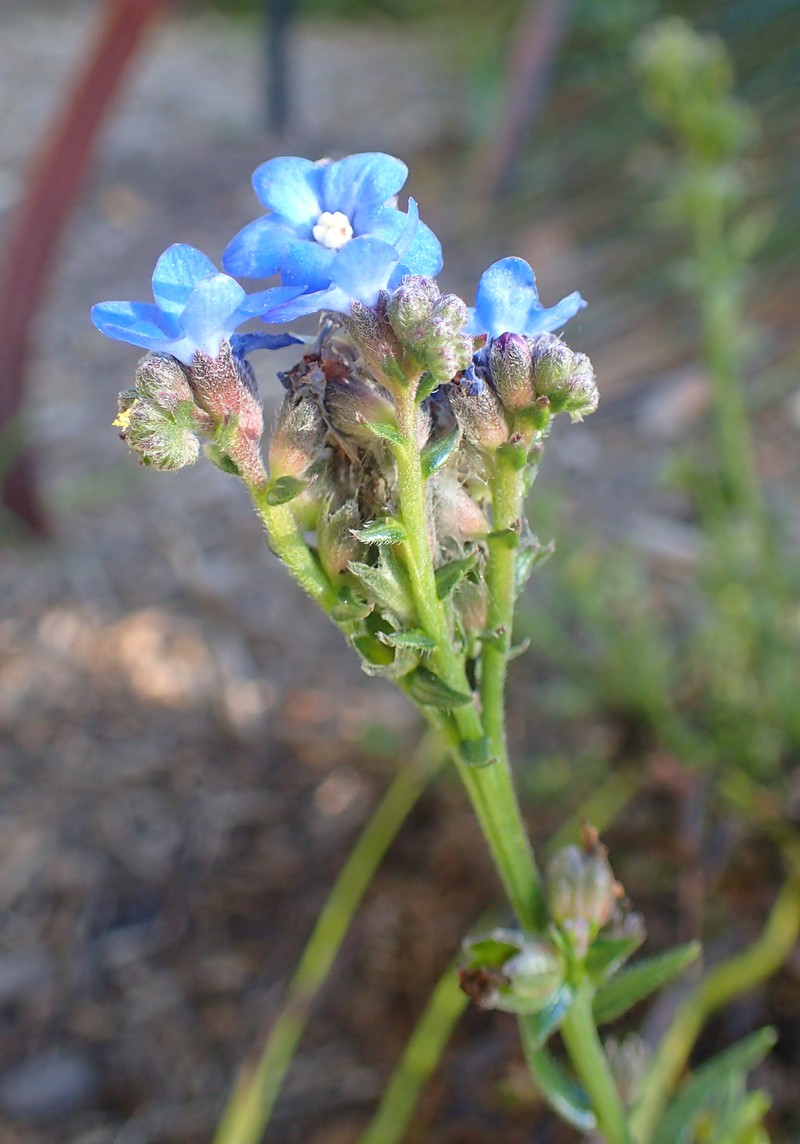 Cape Bugloss photo 2