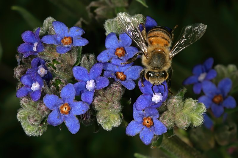 Cape Bugloss