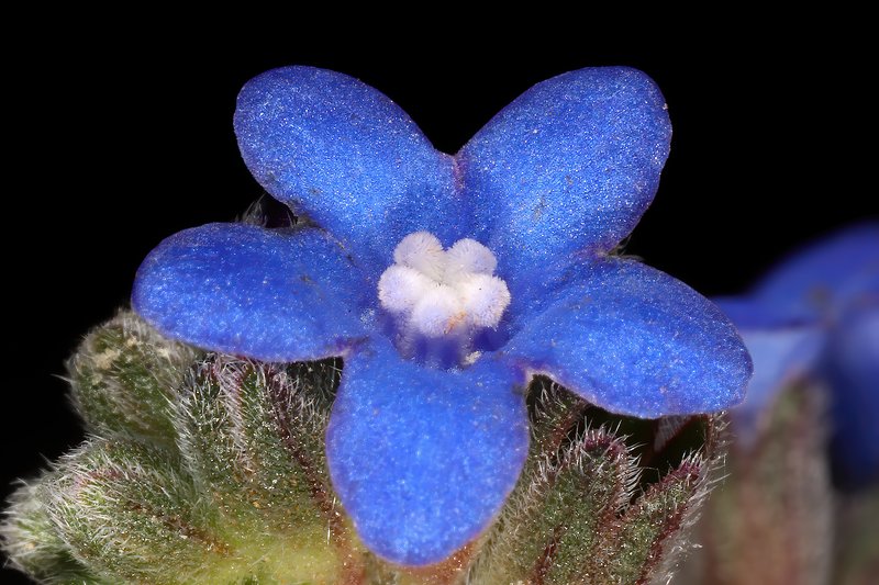 Cape Bugloss photo 5