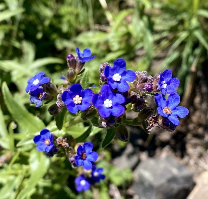Cape Bugloss photo 6