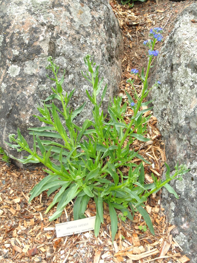 Cape Bugloss photo 3