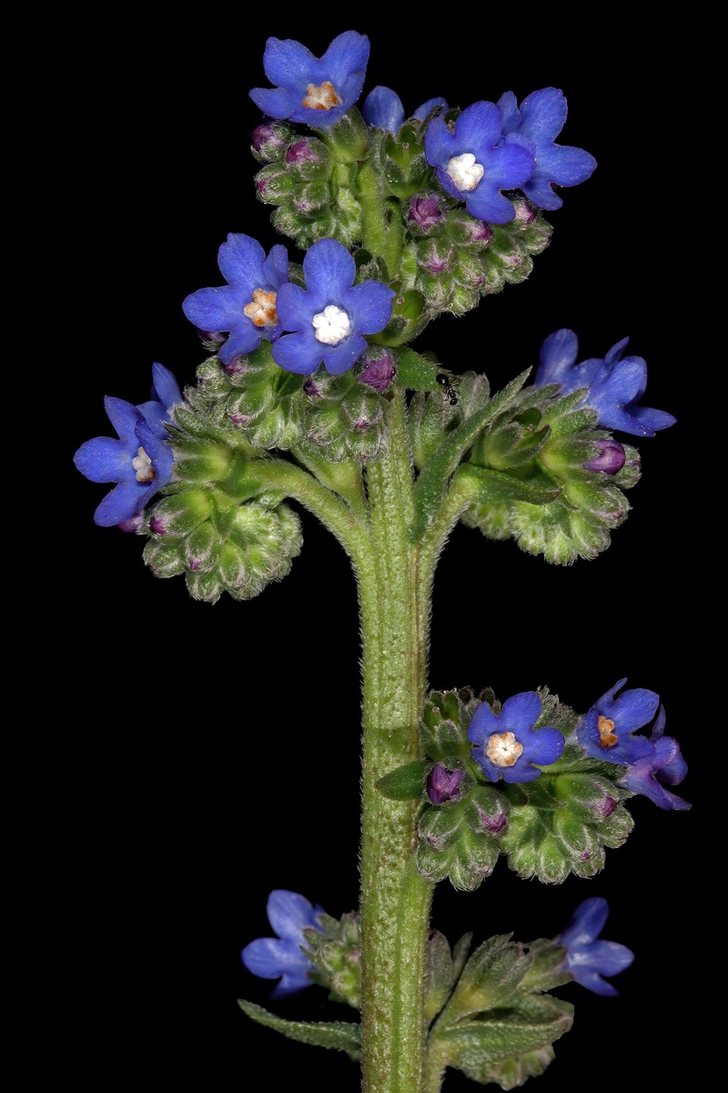 Cape Bugloss photo 4