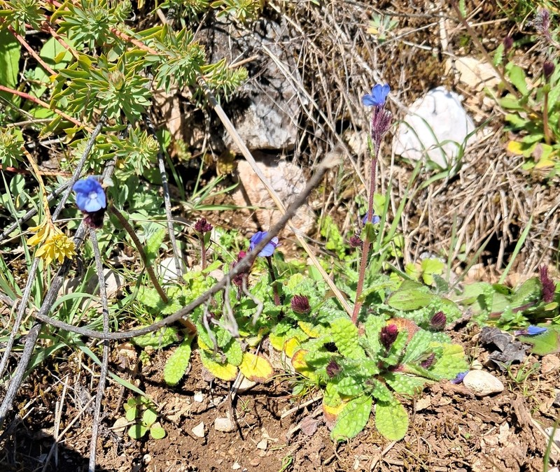 Anchusa cretica