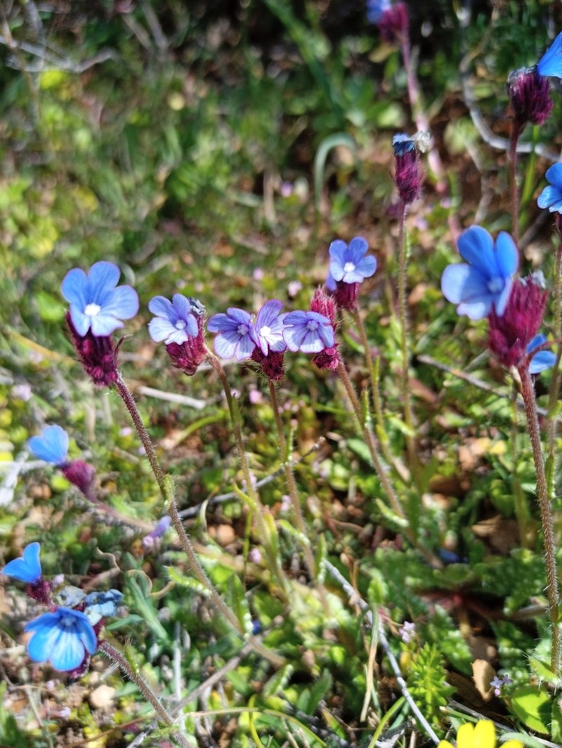 Anchusa cretica photo 2