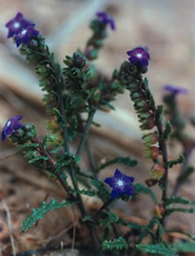 Anchusa crispa