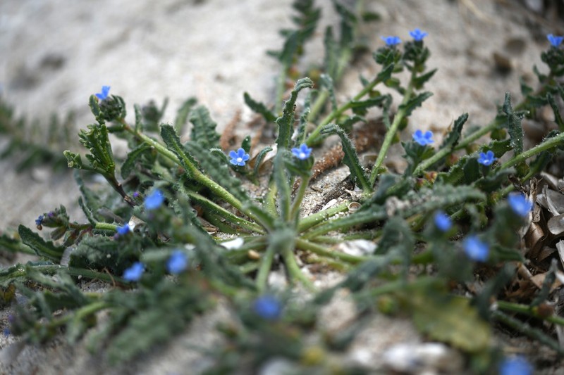 Anchusa crispa subsp. crispa