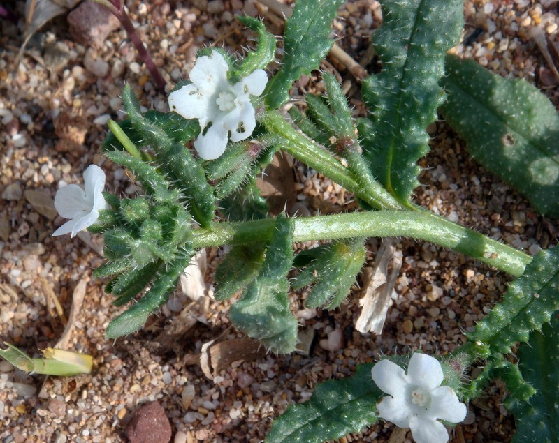 Anchusa crispa subsp. crispa photo 2