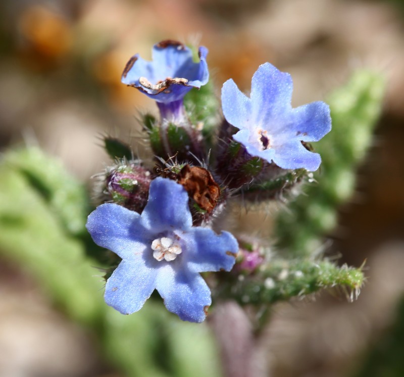 Anchusa crispa subsp. crispa photo 3