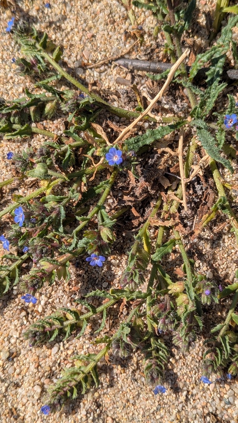Anchusa crispa subsp. valincoana