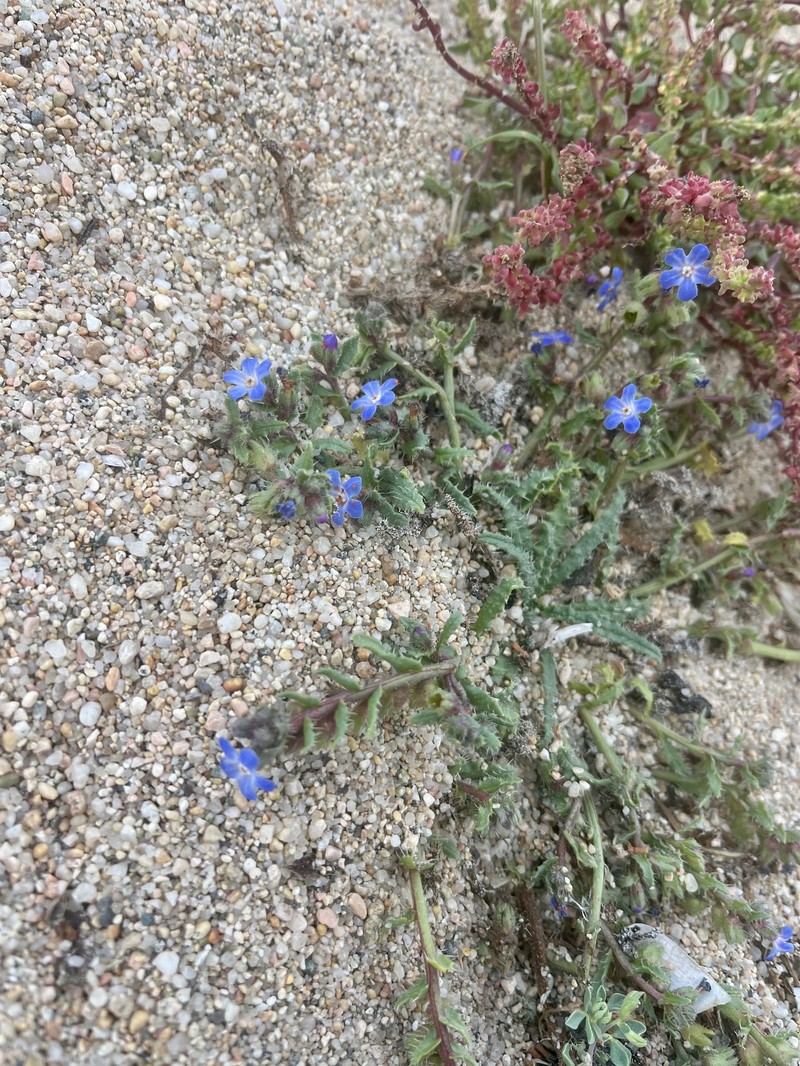 Anchusa crispa subsp. valincoana photo 2