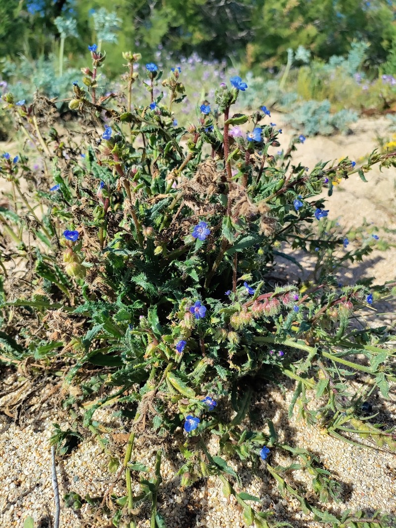 Anchusa crispa subsp. valincoana photo 3
