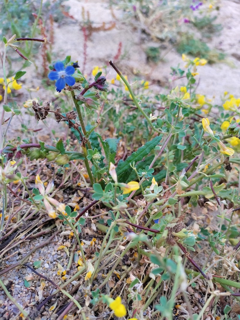 Anchusa crispa subsp. valincoana photo 4