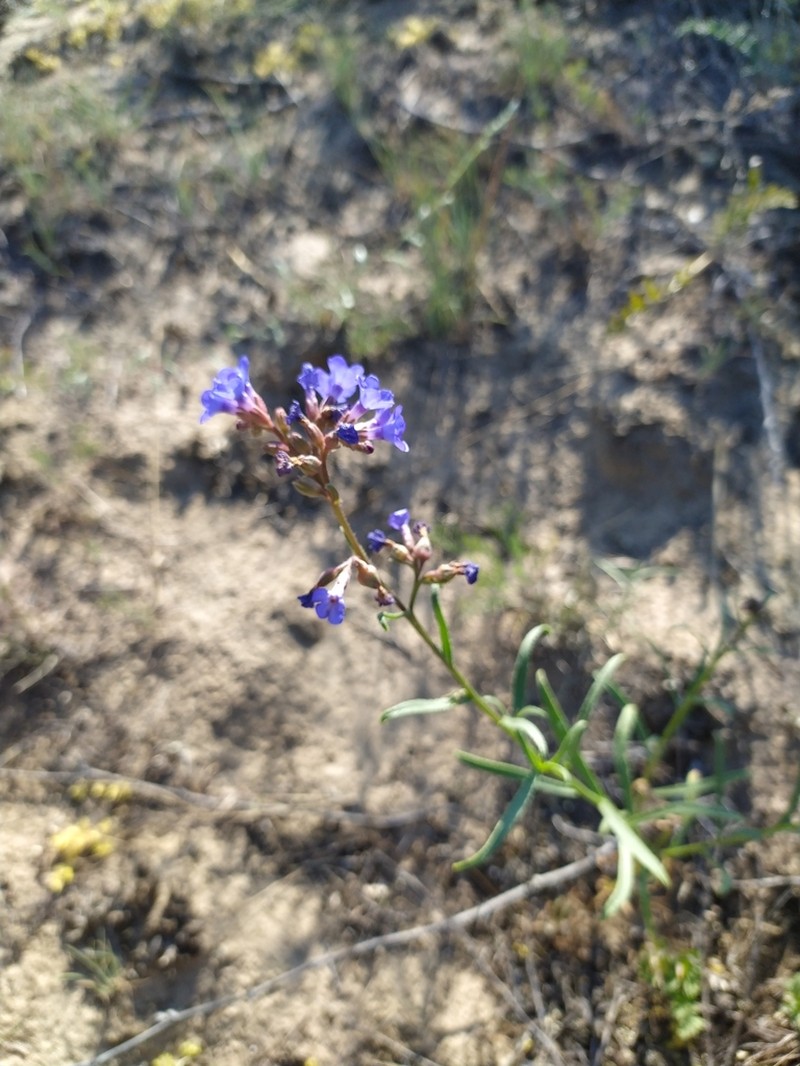 Anchusa gmelinii