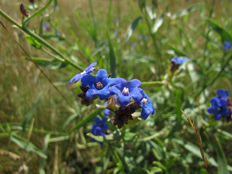 Anchusa gmelinii photo 3