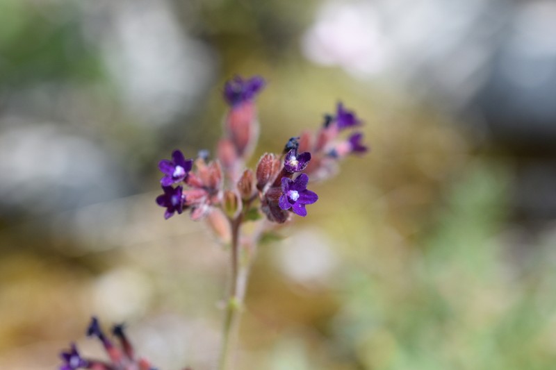 Anchusa hybrida
