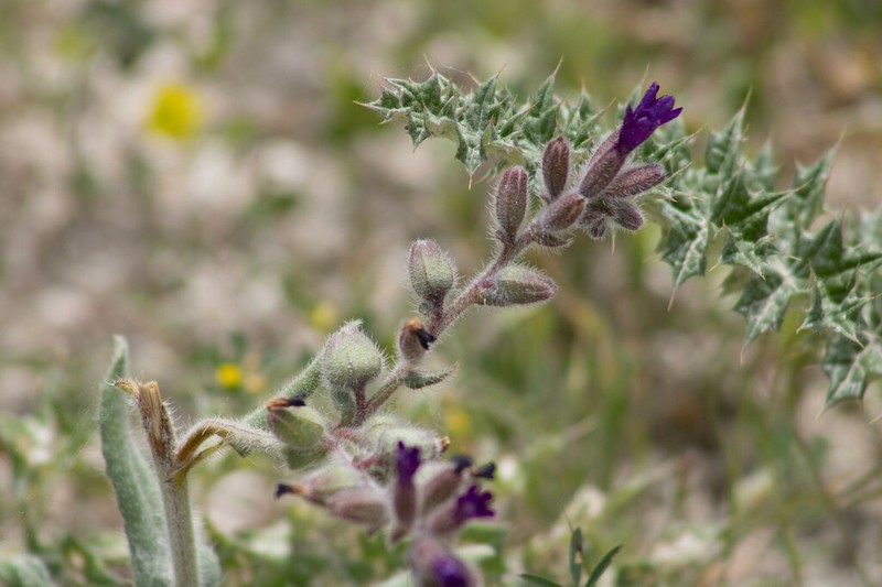 Anchusa hybrida photo 2
