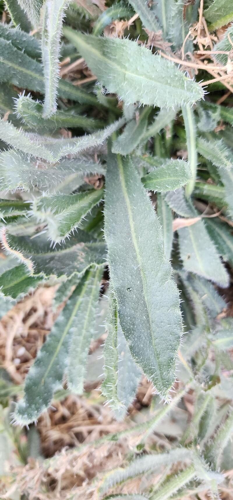 Anchusa iranica