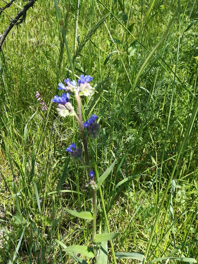 Anchusa leptophylla