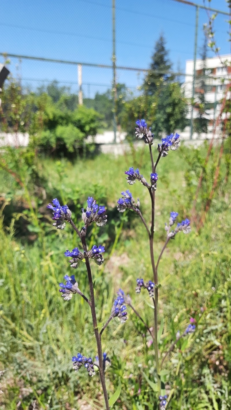 Anchusa leptophylla photo 2