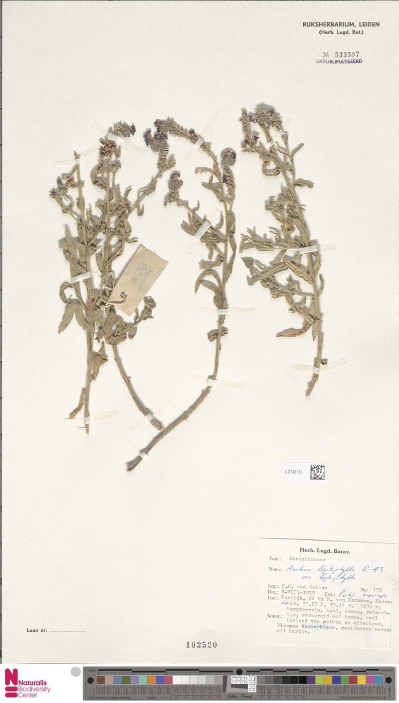 Anchusa leptophylla subsp. leptophylla