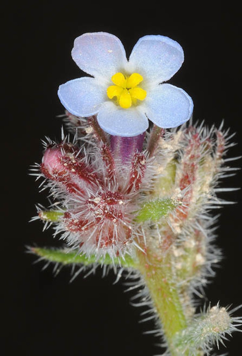 Anchusa milleri