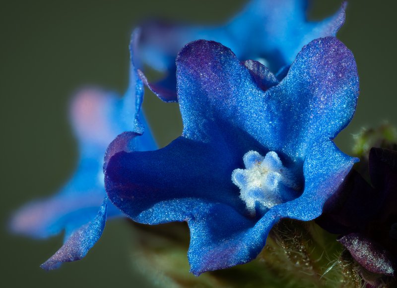 Common Bugloss photo 2