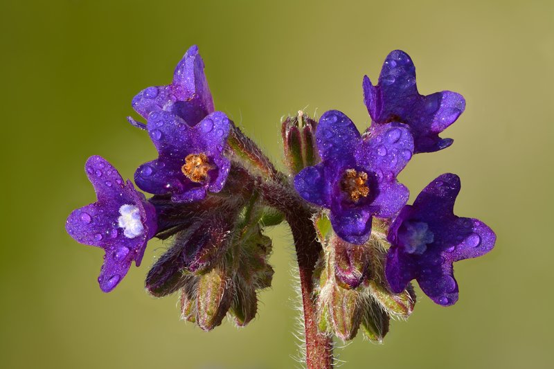 Common Bugloss photo 3