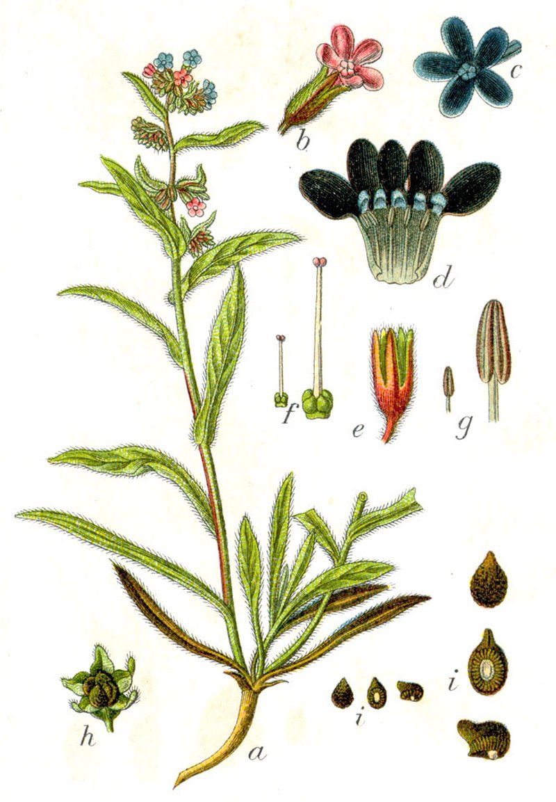 Common Bugloss photo 4