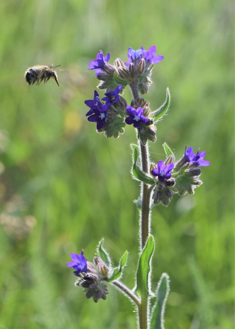 Common Bugloss photo 5